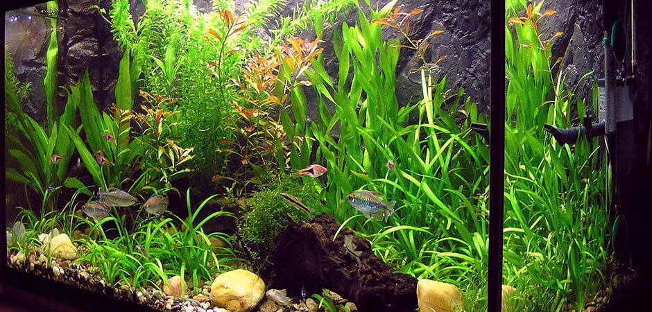 SZTKR-Akvarijum