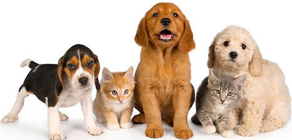 VETERINARSKA-AMBULANTA-UROŠ