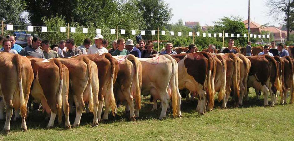 STOČARSTVO-DOO-SMEDEREVSKA-PALANKA
