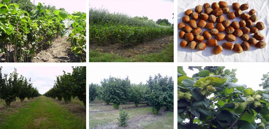 HAZEL-NUT-KUPINIK