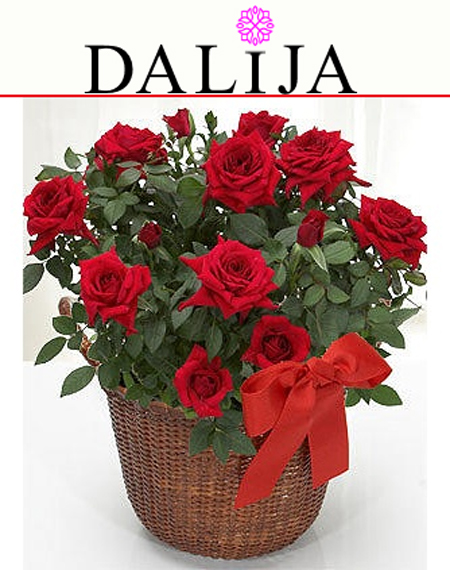 cvećara dalija novi sad