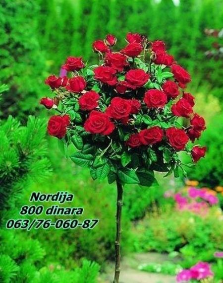 Proizvodnja i prodaja ruža centralna Srbija