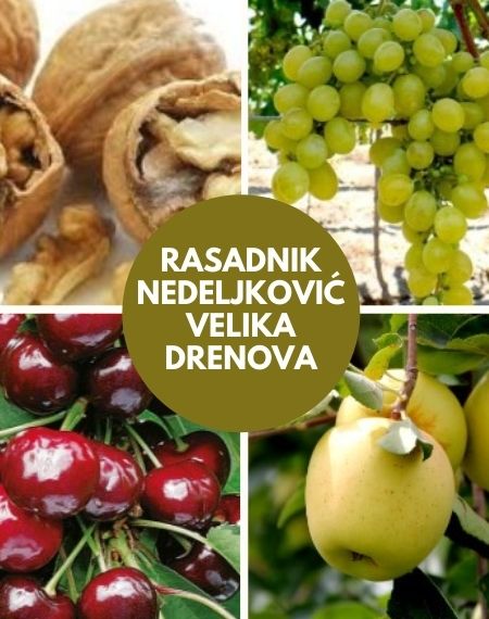 Sadnice paulovnije Velika Drenova